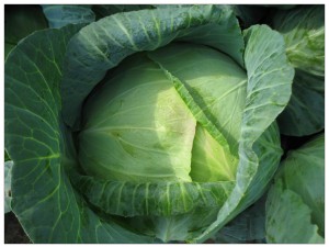 cabbage