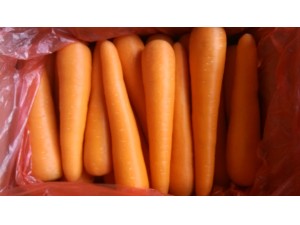 Fresh Carrot