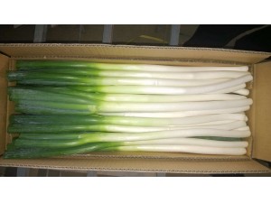 Fresh Scallion