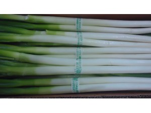 Fresh Scallion