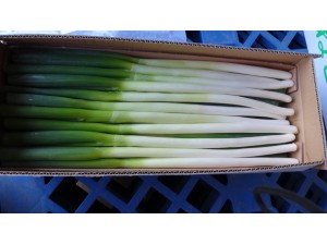 Fresh Scallion