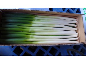 Fresh Scallion