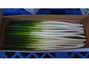 Fresh Scallion