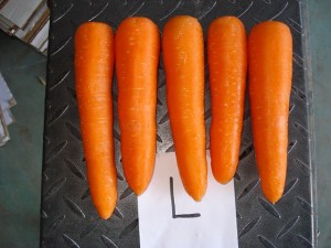 Fresh Carrot