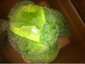 cabbage