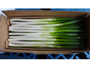 Fresh Scallion